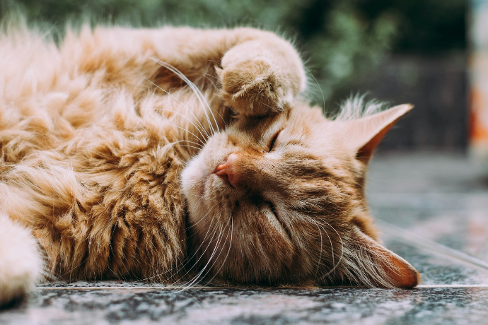 pet siting Nice garde d'animaux chien chat  balade pension Nice