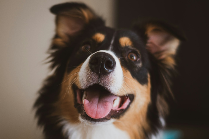 pet sitting Nice Garde d'animaux chien chat