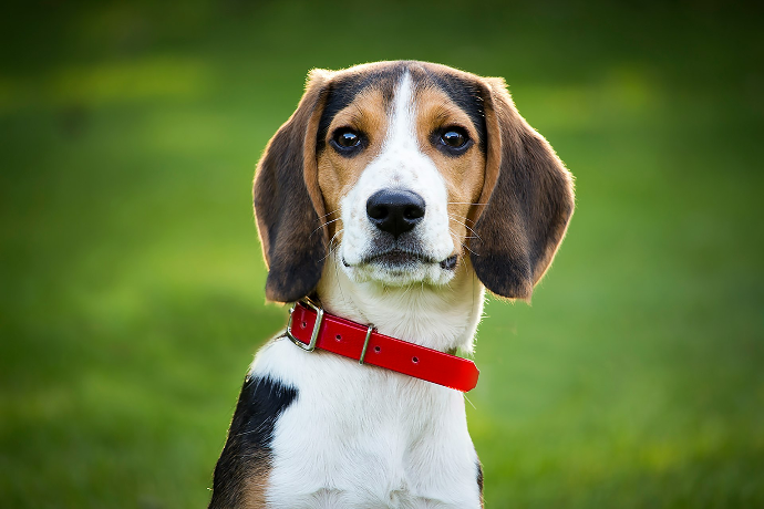 pet sitting Nice garde d'animaux chien chat Nice centre