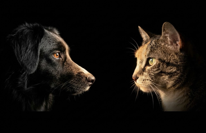garde d'animaux pet sitting chien et chat Nice Libération