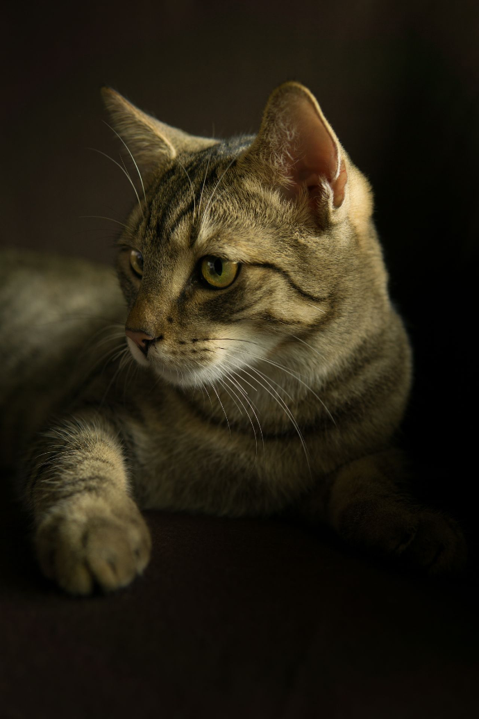Garde d'animaux pet sitting Nice Libération chien et chat
